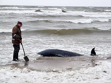 Ķesterciemā izskalots delfīns