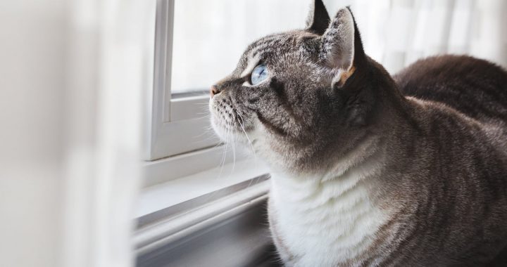 Top likuma grozījumi, kas sola uzlabot dzīvnieku labturību