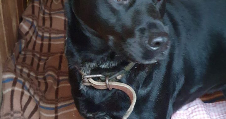 Saimniek, atsaucies!