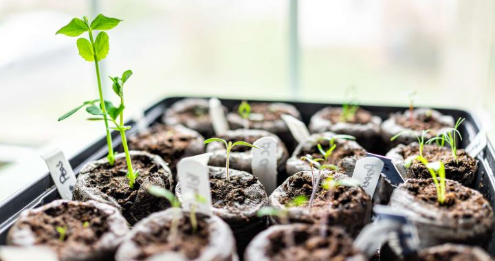 Ko sēj un dara martā