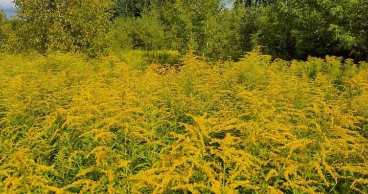 Dabas aizsardzības pārvalde uzsāks invazīvo augu izskaušanu Kandavā