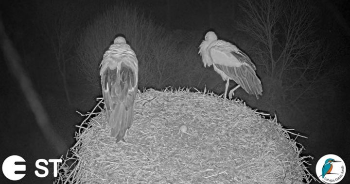 Baltajiem stārķiem Tukuma pusē – trauksmaina ligzdošana