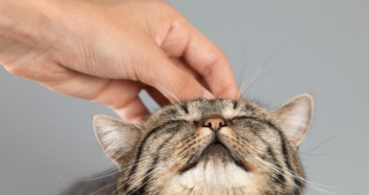 Aiziet pēc kaķa un saņem draudus ar ieroci