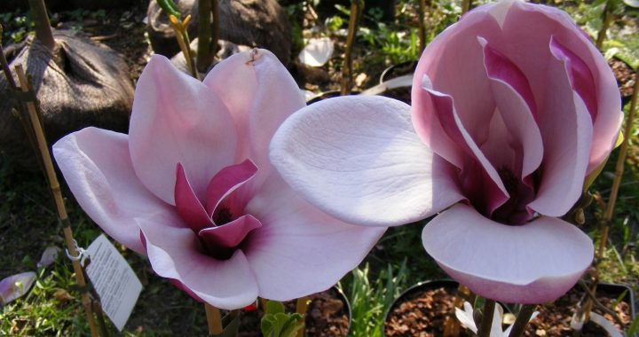 Magnolijas labi aug un zied arī Latvijā