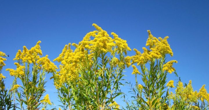 Atkārtota iespēja saņemt finansējumu invazīvo sugu ierobežošanai!