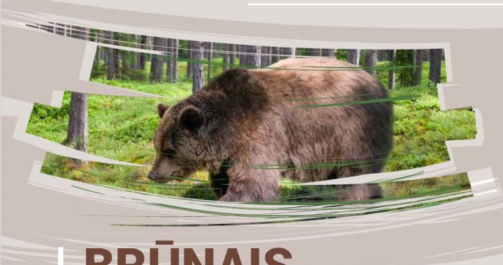 Kā noteikt lāča klātbūtni mežā – vadlīnijas medniekiem un mežstrādniekiem