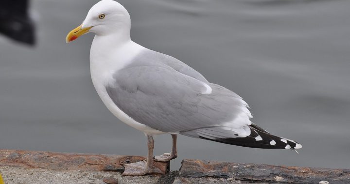 Putnu gripa konstatēta arī Lapmežciemā