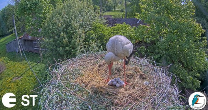 Stārķu ligzdā Tukuma pusē – ģimenes pieaugums
