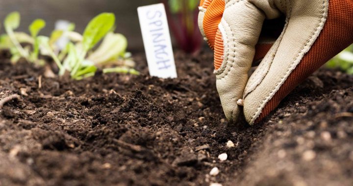 Sēj, stāda, mēslo, rušina un ravē