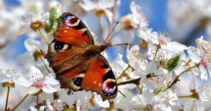 Kur un kā svinēs svētkus Tukuma novadā