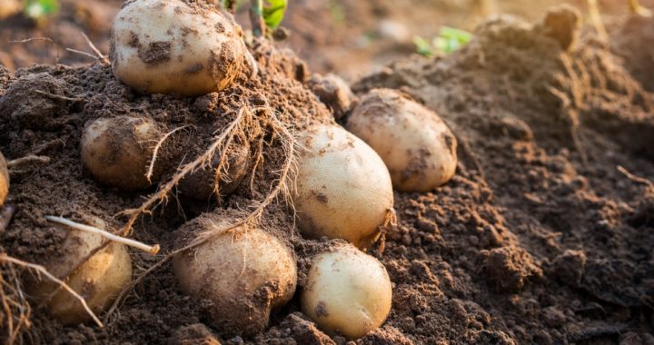 Latvijā pirmo reizi konstatēta kartupeļu bālā cistu nematode