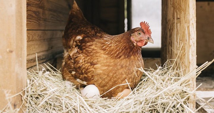 Mājputnu turēšanas vietām būs jāievēro pastāvīgas biodrošības prasības