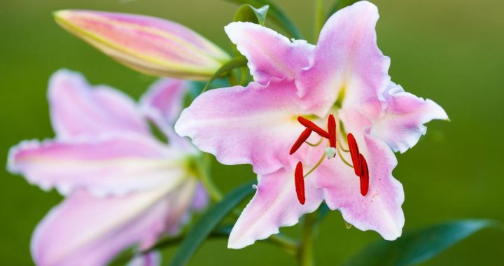 Dabas muzejā būs liliju izstāde