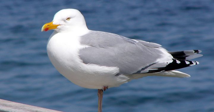 Par pamanāmiem putniem pilsētā