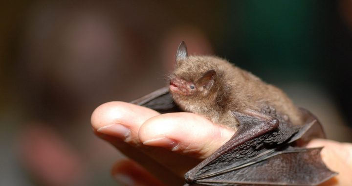 Aicina uz Sikspārņu nakti Ķemeros, Lielstraupē un Dundagā