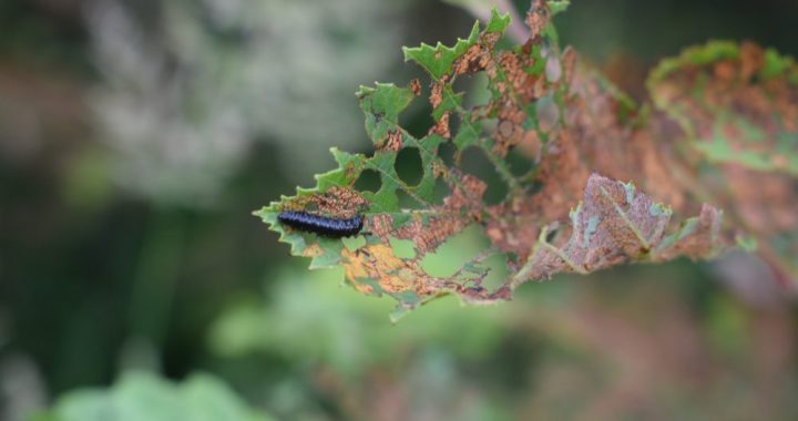 Kas ēd alkšņu lapas?