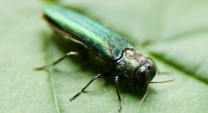 Uzsāk kampaņu, lai mazinātu augu  kaitēkļu izplatību Eiropā