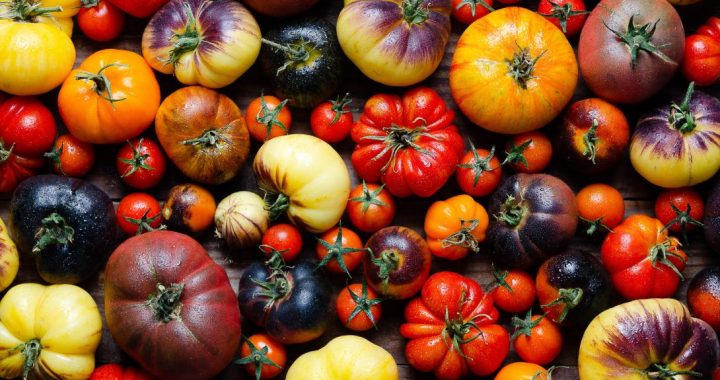 Dabas muzejā būs skatāma tomātu un garšaugu izstāde