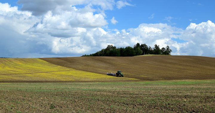 Ražas prognoze zemāka visām ziemāju kultūrām