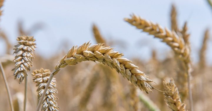 Sēklu audzēšana savā dārzā – padomi un triki