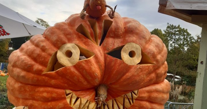 Ķirbja brīnumainās pārvērtības…