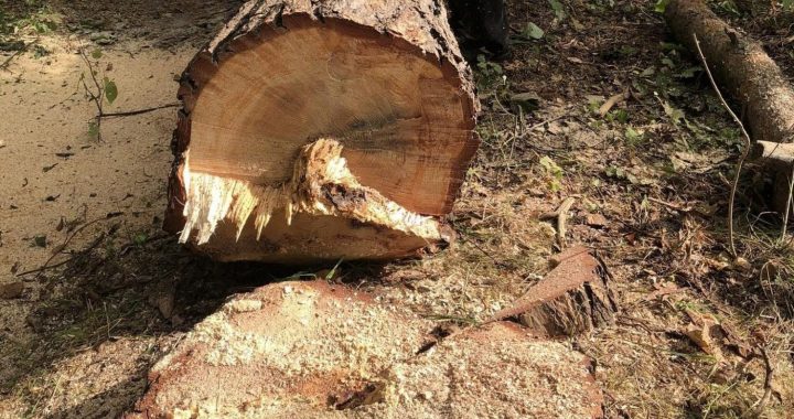 Priedes nociršana Veļķos notikusi saskaņota projekta ietvaros