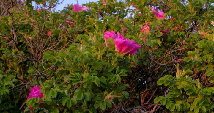 Aicina pievienoties labo darbu pēcpusdienai kopā ar ģimeni Ķemeru Nacionālajā parkā