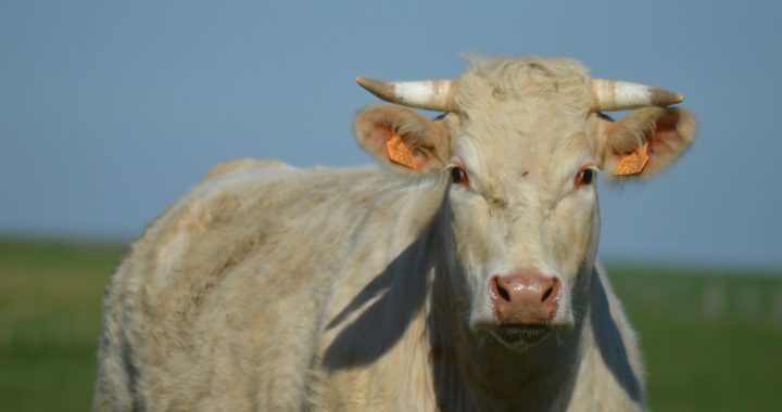 Aicina uz konferenci: “Kādas prasmes vada veiksmīgu uzņēmēju laukos?”