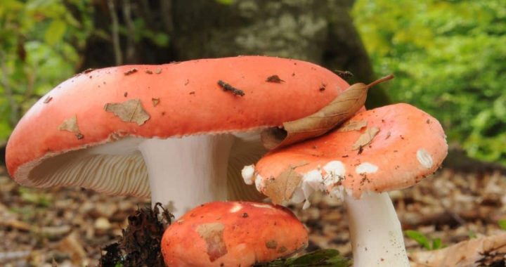 Aicina izzināt sēnes Slīteres parkā