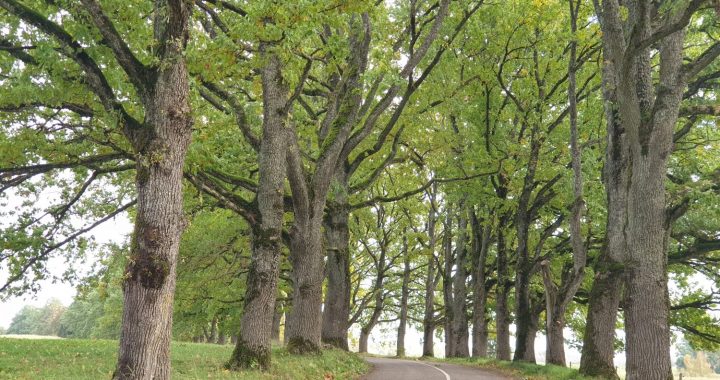 Rūpējoties par Latvijas koku tuneļiem