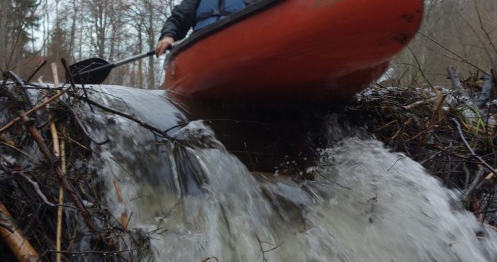 Bebrs laivošanu dara jautrāku