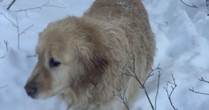 Arvien tiek meklēts  zelta retrīvers Kandavas pusē