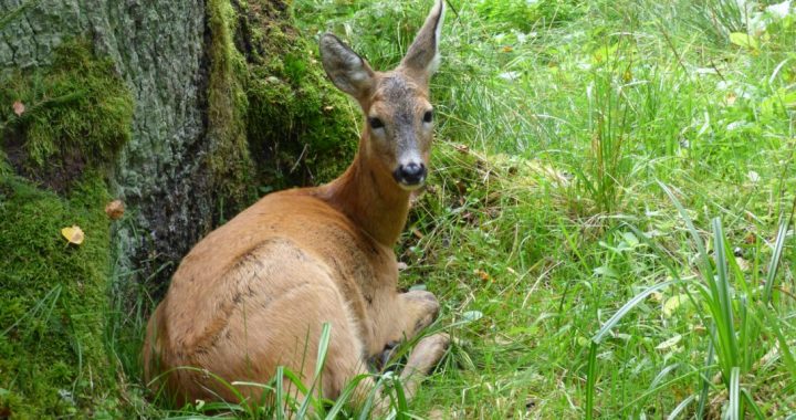 «Gada dzīvnieks 2024» – stirna