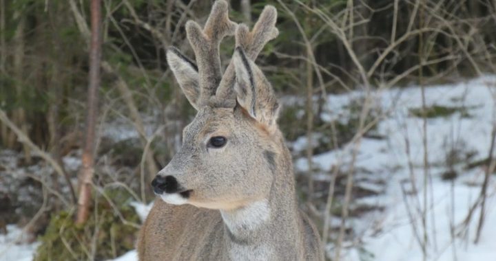 Dabas muzejā sestdien notiks Ģimenes diena par stirnām