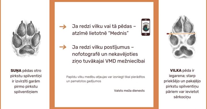 Meža sanitāri – sargājami vai pārāk sargāti?