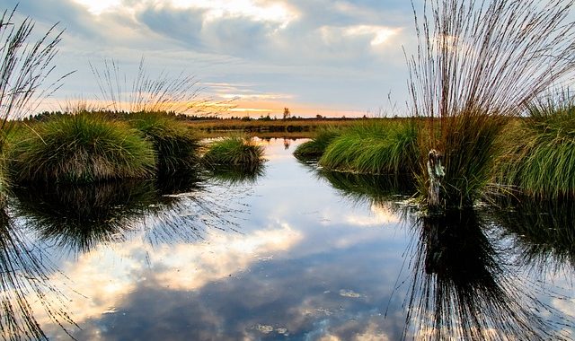 Mitrāju mēnesī ar pārgājieniem, lekcijām un talkām palīdzēs izprast mitrājus