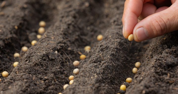 Sēklu izvēle burvīgam dārzam