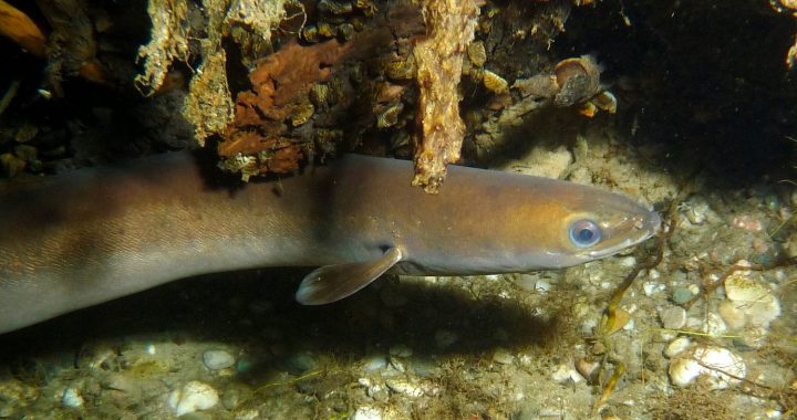 Noteiktos lieguma periodos piekrastes ūdeņos būs aizliegts iegūt zušus
