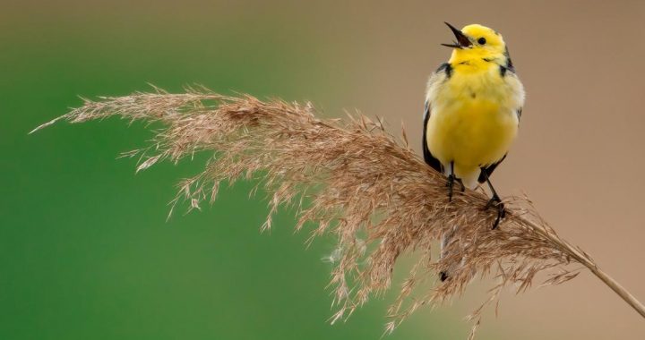 Dabas muzejs aicina piedalīties putnu fotokonkursā