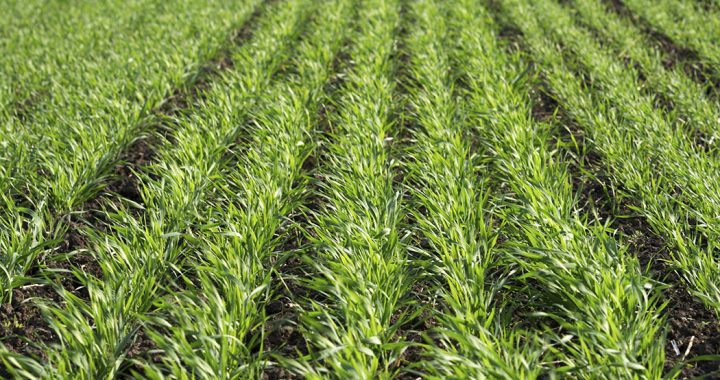 Marta sākumā lauksaimnieki aicināti pieteikties apdrošināšanas atbalsta saņemšanai