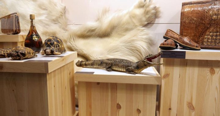 Nodarbībās stāstīs par nelegālās tirdzniecības apdraudējumu savvaļas sugām