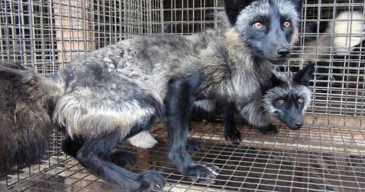 Satversmes tiesa sāk izskatīt lietu par normām, kas paredz aizliegumu audzēt dzīvniekus tikai kažokādu ieguvei