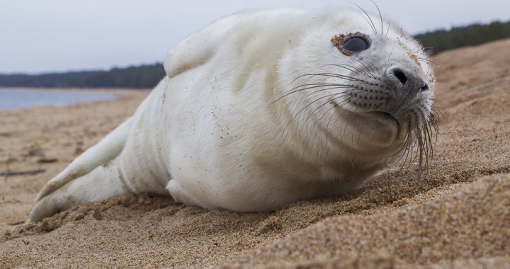 Sācies roņu mazuļu laiks