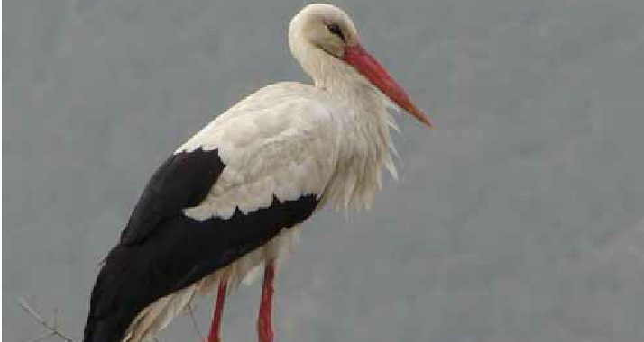 Stārķa ligzda Cērē – atjaunota