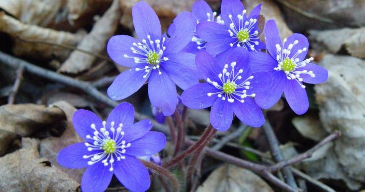 Dabas muzejs pavasara brīvlaikā aicina uz Skudru rītiem