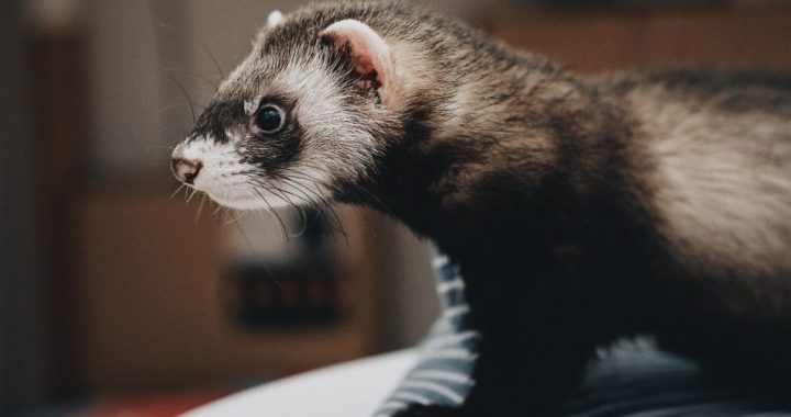 Kaķi un mājas (istabas) seski būs jāapzīmē ar mikroshēmu un jāreģistrē 