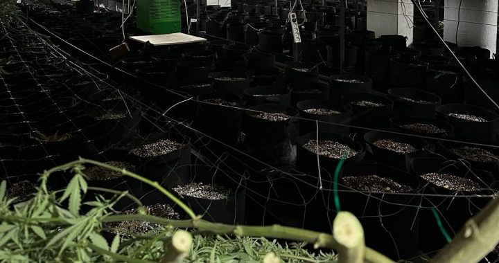 Likumsargi atklāj vērienīgu marihuānas audzētavu. Izņem stādus, naudu un zeltu arī Tukumā