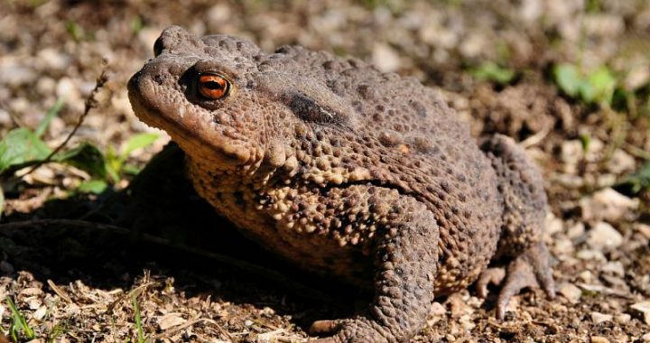 Iespēja iesaistīties “prinču” jeb krupīšu glābšanā!