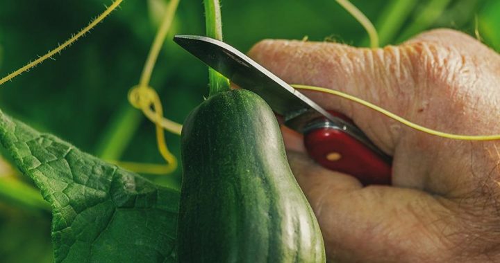 NVA rīko ikgadējo sezonas darbu devēju un sezonas darbu meklētāju satikšanās akciju  «Sezonas darbi 2024»