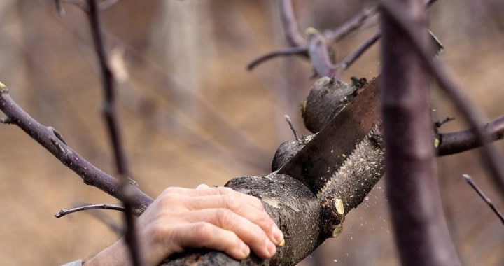 Vai katru koku vērtē arborists?